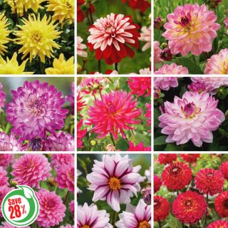 Die Hard Dahlia Collection Thumbnail